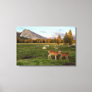 Toile Tuolumne Meadow, yosemite