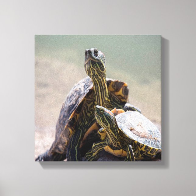Toile Turtle Love (Recto)