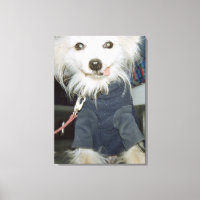 Un chien blanc portant des vêtements.