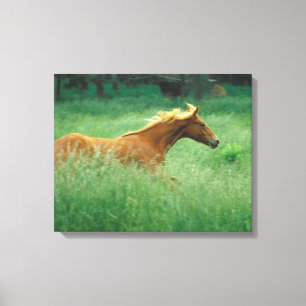 Toile Un Jeune Stallion Traverse Le Milieu