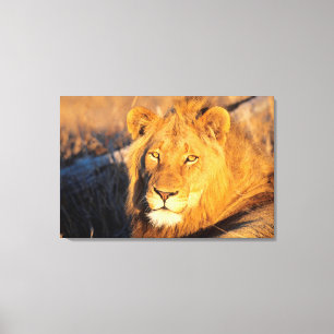 Toile Un lion à crinière rouge regardant l'appareil phot