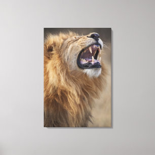 Toile Un lion masculin mûr (Panthera Lion) dans le