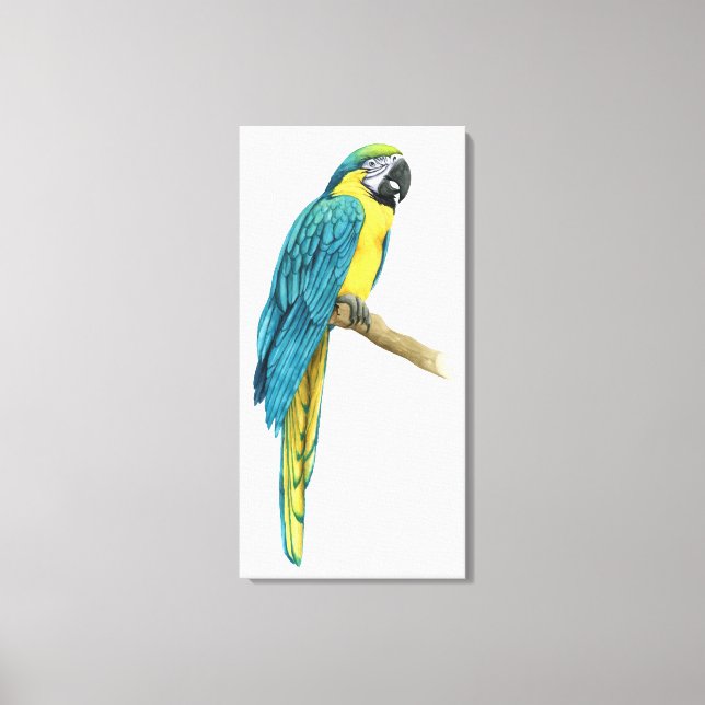 Toile Un Macaw Turquoise (Recto)