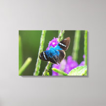 Un papillon bleu sur une fleur violette au Costa R