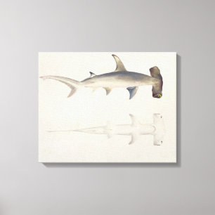 Toile Un requin Marteau-dirigé, Loheia, autrefois