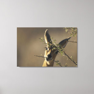 Toile Un Steenbok regardant l'appareil pendant qu'il man
