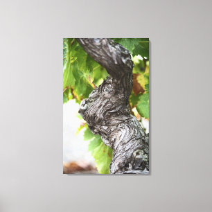 Toile Une branche d'une vigne très ancienne avec des ge