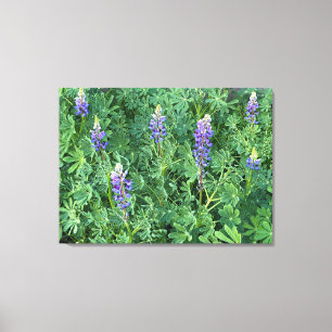Toile Une Californie florissante : Lupine Succulente