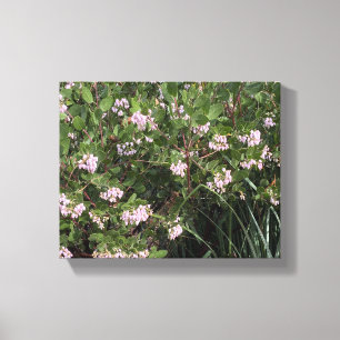 Toile Une Californie florissante : Manzanita (Arctostaph