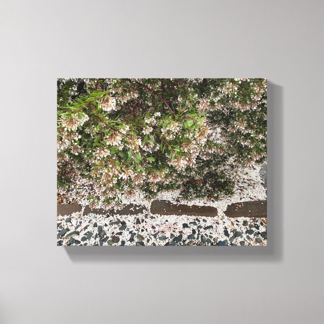 Toile Une Californie florissante : Manzanita neige (Recto)