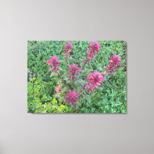 Toile Une Californie florissante : Plume de guerrier