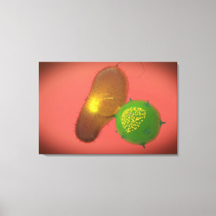 Toile Une Cellule Tueuse Naturelle Injecte La Toxine