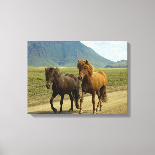 Toile Une paire de poneys islandais Brown (Recto)