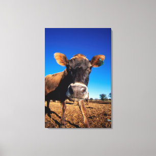 Toile Une vache jersiaise curieuse