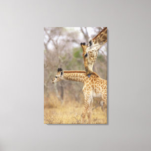 Toile Une vue de côté d'une girafe léchant ses jeunes