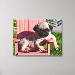 Toile USA, Californie. Carlin Puppy Slouching
