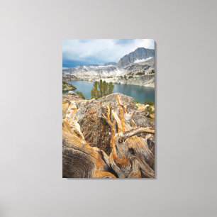 Toile USA, Californie, Inyo National Forest.