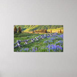 Toile USA, Colorado. Lupines and split rail fence