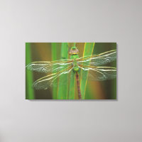 USA, Géorgie. Dragonfly vert sur roseaux