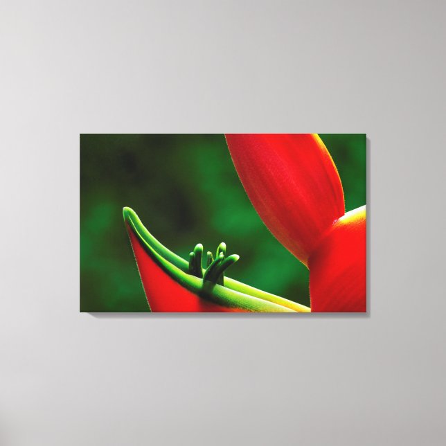 Toile USA, Hawaï, Hilo. Heliconia (Recto)