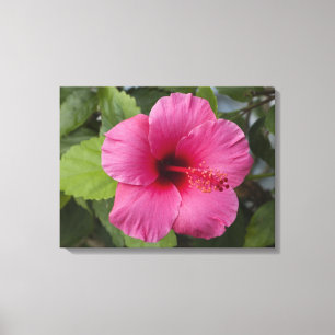 Toile USA, Hawaï, Oahu. L'Hibiscus est le 2