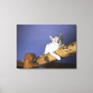 Toile USA, Iowa, Portrait de jeune chaton