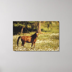 Toile USA, Oregon. Cheval dans le champ de marguerites