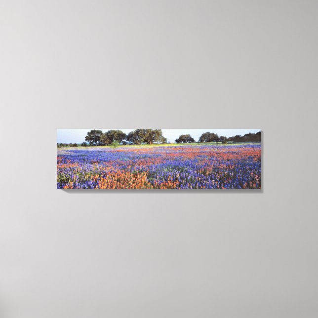 Toile USA, Texas, Llano. Bluebonnets et redbonnets (Recto)