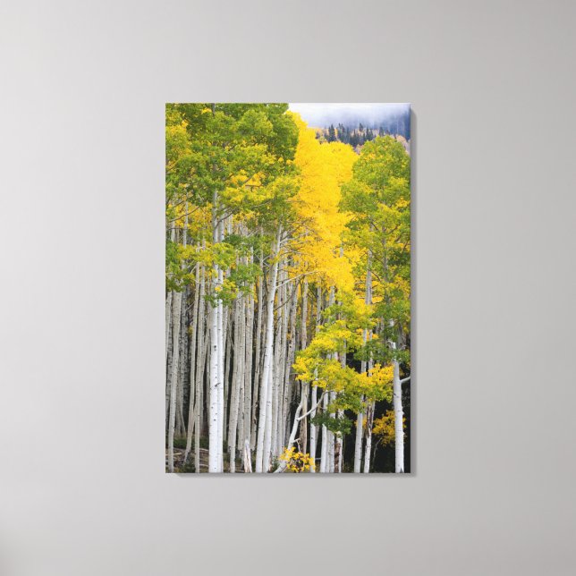 Toile Utah. États-Unis Arbres d'Aspen (Populus Tremuloid (Recto)