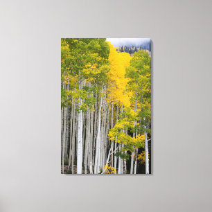 Toile Utah. États-Unis Arbres d'Aspen (Populus Tremuloid