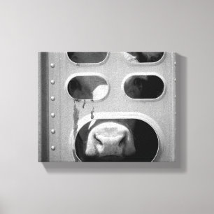 Toile Vache Noire & Blanc Poing Son Nez À Travers 8x10