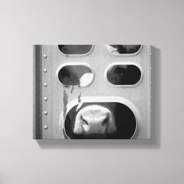 Toile Vache Noire & Blanc Poing Son Nez À Travers 8x10 (Recto)