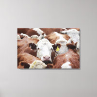 Vaches dans un corral