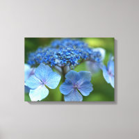 Vague bleue Lacecap Hydrangea