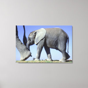 Toile Veau d'éléphant africain