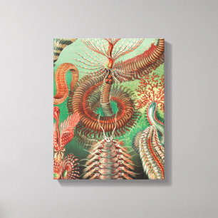Toile Vers, Annélides Chaetopoda par Ernst Haeckel