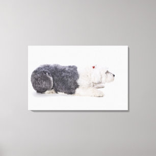 Toile Vieux chien de berger anglais sur l'arrière - pla
