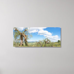 Toile Vieux oliviers dans un paysage en Toscane