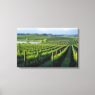 Toile Vignes en rangées nettes dans le Napa en Californi