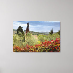 Toile Vignoble près de Montalcino, Toscane, Italie