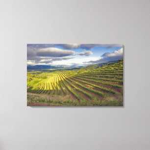 Toile Vignoble. Vallée de Napa. Napa. Comté de Napa,