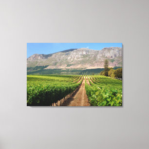 Toile Vignobles du domaine viticole Groot Constantia