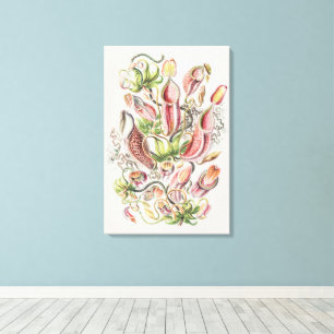 Toile Vintage Ernst Haeckel Plante carnivore Nepenthes