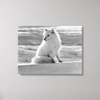 Vintage USA Alaska Arctique renard