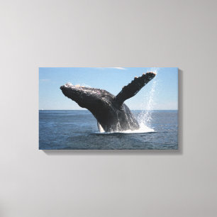 Toile Violation adulte de baleine de bosse