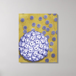 Toile Virus de papillome humain