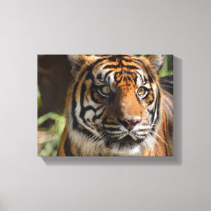 Toile visage de tigre