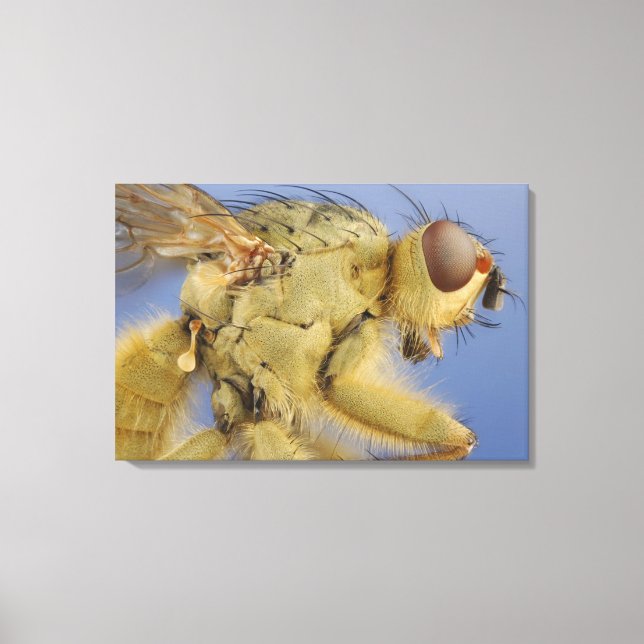 Toile Volée de bouse jaune (Recto)