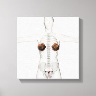 Toile vue 3D de l'appareil génital féminin