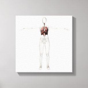Toile vue 3D de l'appareil respiratoire femelle